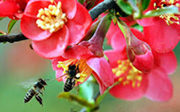 bees on flowers