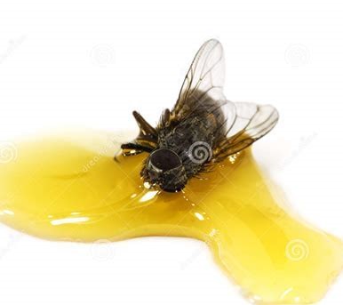 fly stuck in honey